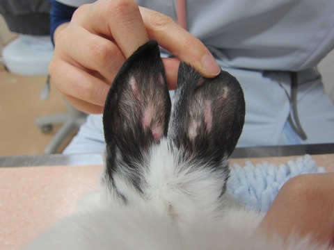 シロちゃん耳