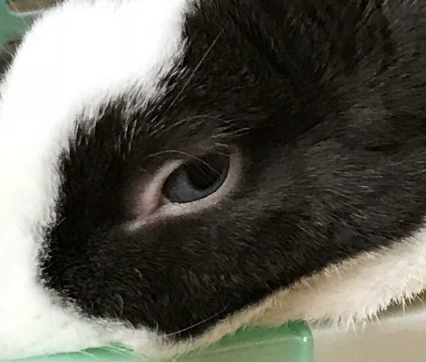 ブルーアイ なるほど うさぎのきた道 ブルーアイ なるほど うさぎのきた道