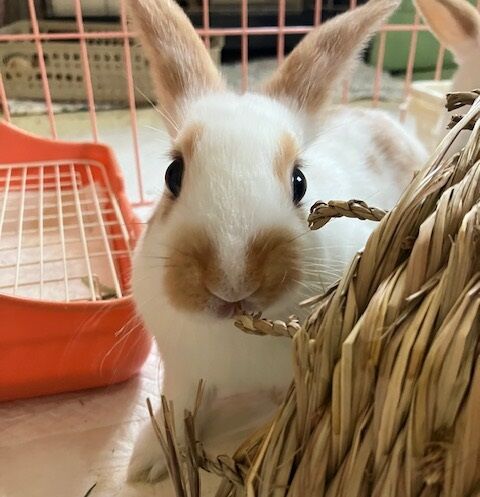 ネイト (6)
