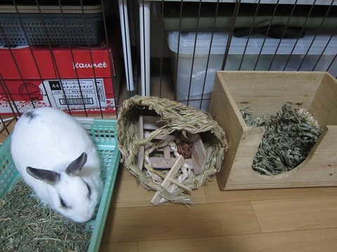 kagu0623