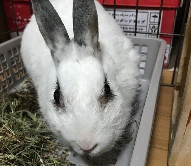 案の定 奥深き膿瘍 うさぎのきた道 案の定 奥深き膿瘍 うさぎのきた道