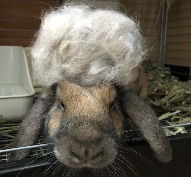 爪が抜けたようで うさぎのきた道