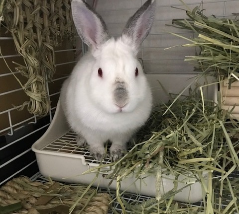 うっ滞 うさぎのきた道