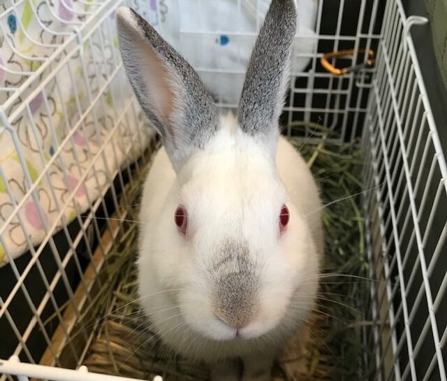 フォーネルくんの去勢手術 うさぎのきた道