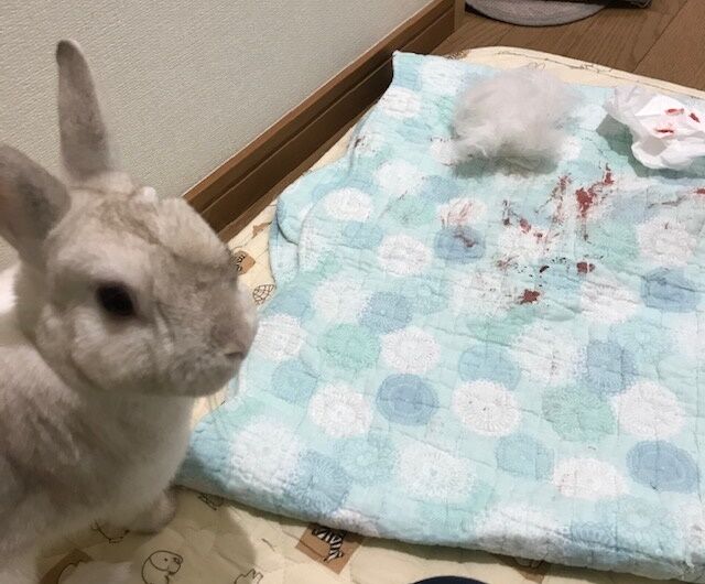 爪が うさぎのきた道 爪が うさぎのきた道