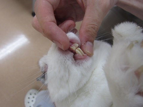 kagu0702