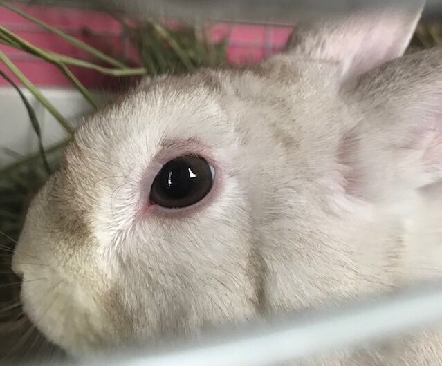 チムチムのくしゃみ うさぎのきた道