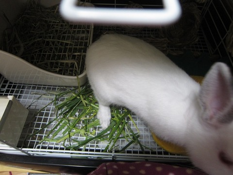 timo14