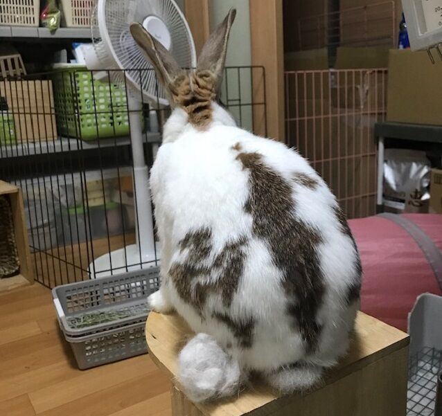 落とし穴 うさぎのきた道