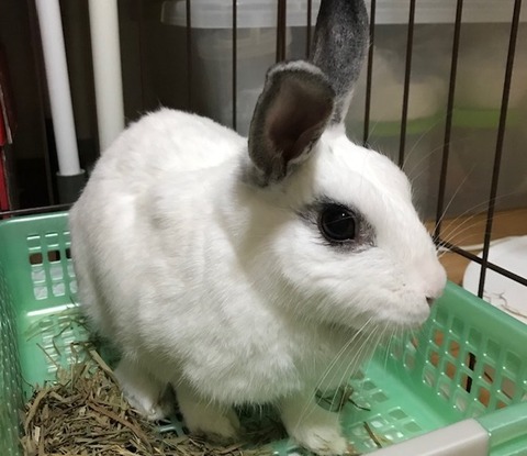 kagu0815