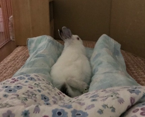 fo1106