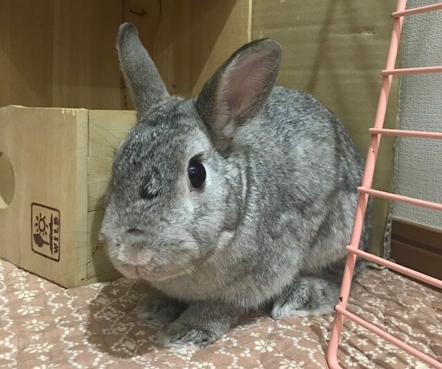 ジェっちゃん うさぎのきた道