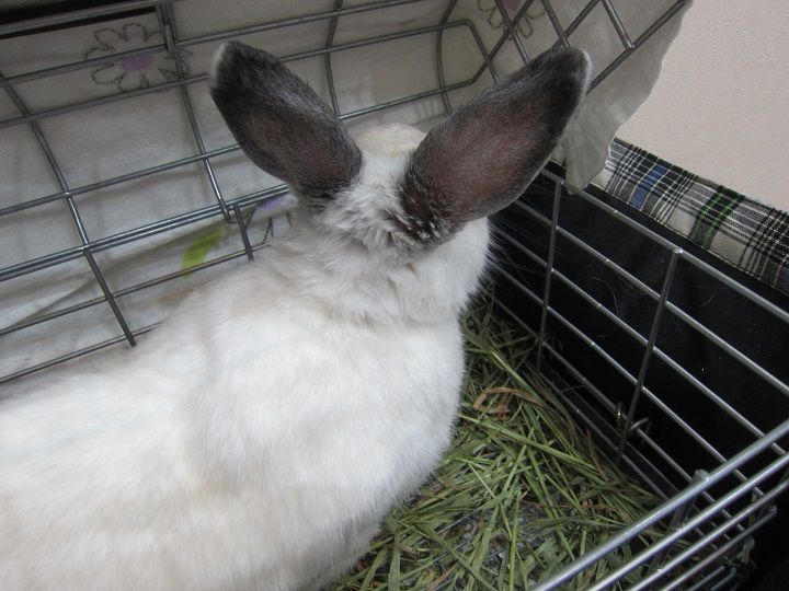 歯の定期通院 うさぎのきた道