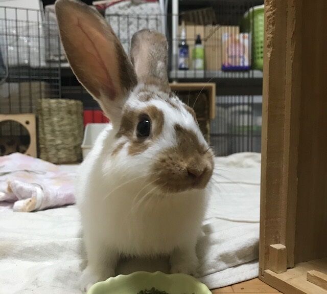 飼い主様募集ウサギ一覧 : うさぎのきた道 