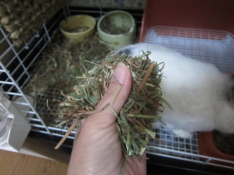 kagu0419