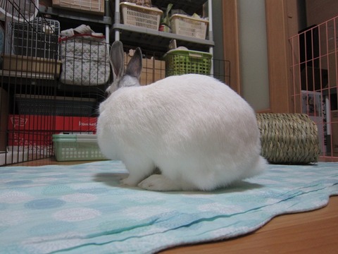 kagu0614