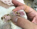 kagu0416