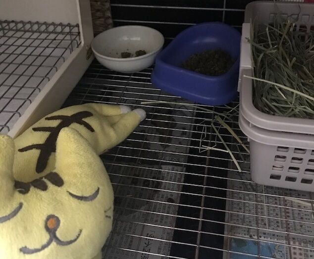 特に変わりありませんが うさぎのきた道 特に変わりありませんが うさぎのきた道