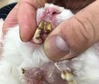 kagu0918