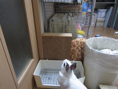 kagu0436