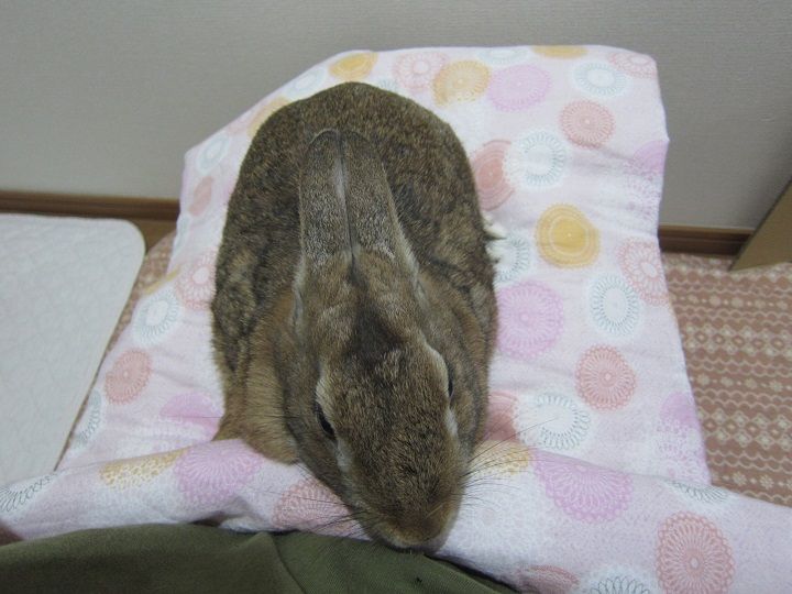 おとなしいのです うさぎのきた道