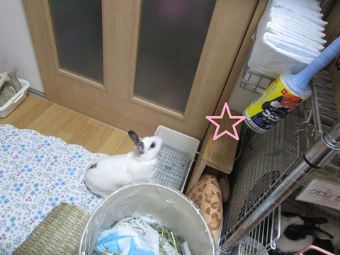 kagu0437
