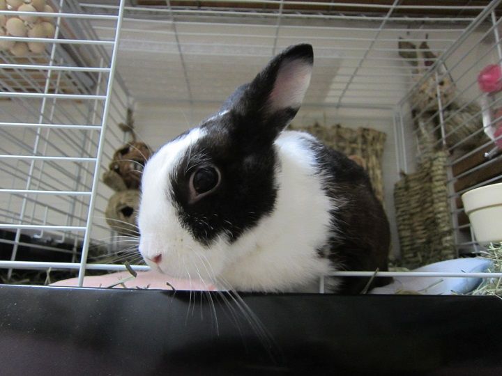 寝相のよいクロちゃん うさぎのきた道 寝相のよいクロちゃん うさぎのきた道
