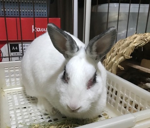 kagu0727