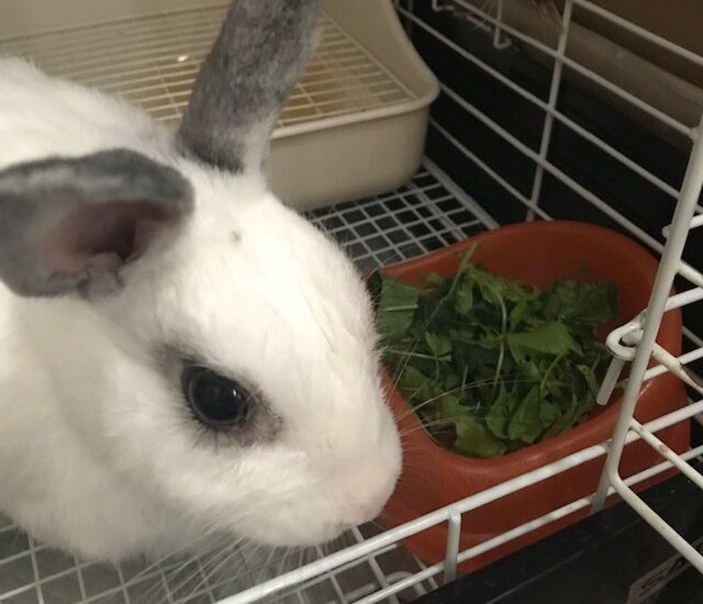 うさぎの膿瘍あるある うさぎのきた道