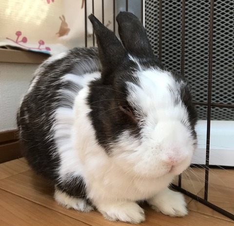 尿検査 うさぎのきた道 尿検査 うさぎのきた道