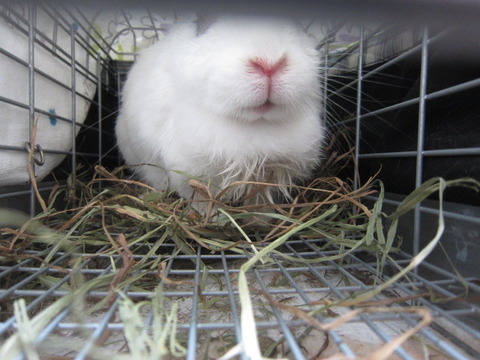 かぐらちゃん うさぎのきた道
