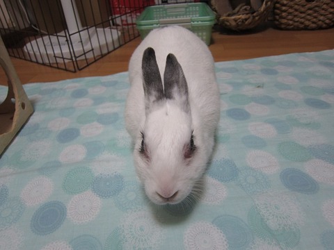 kagu0617