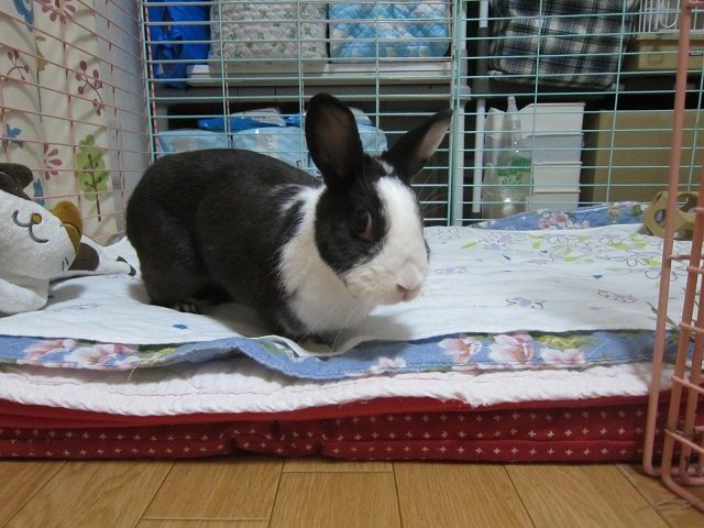 クロノちゃん うさぎのきた道 クロノちゃん うさぎのきた道