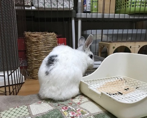 kagu0128