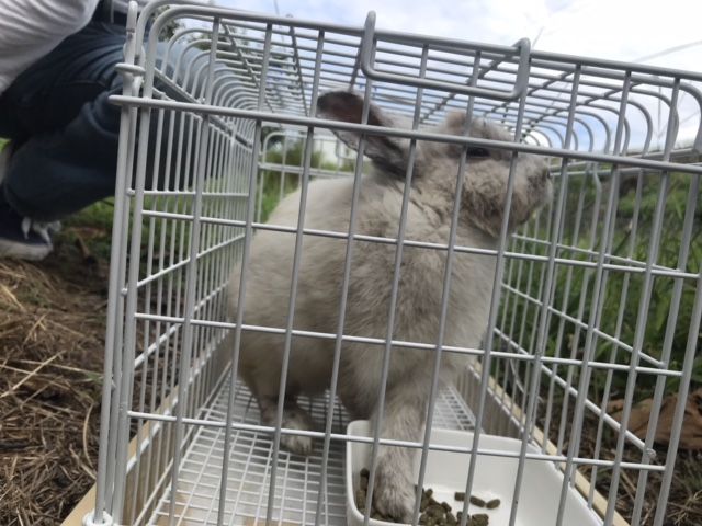 野良ウサギは存在しません うさぎのきた道