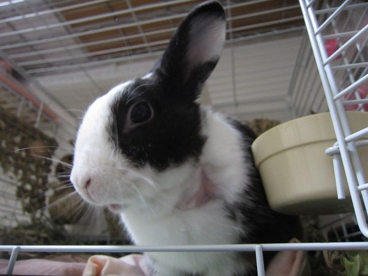 意外 は勘違いか うさぎのきた道