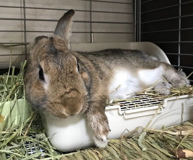ふとしたカワイイ うさぎのきた道 ふとしたカワイイ うさぎのきた道