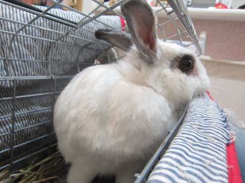 kagu0611