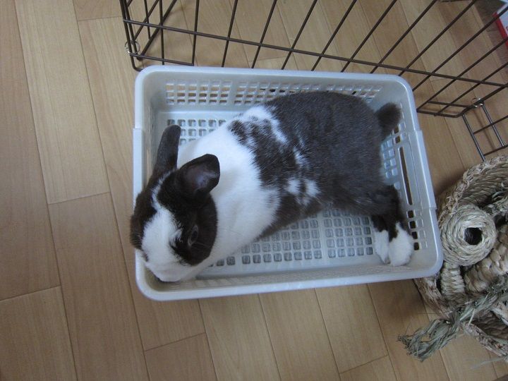 ダイちゃんの食変更 うさぎのきた道