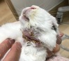 kagu0120