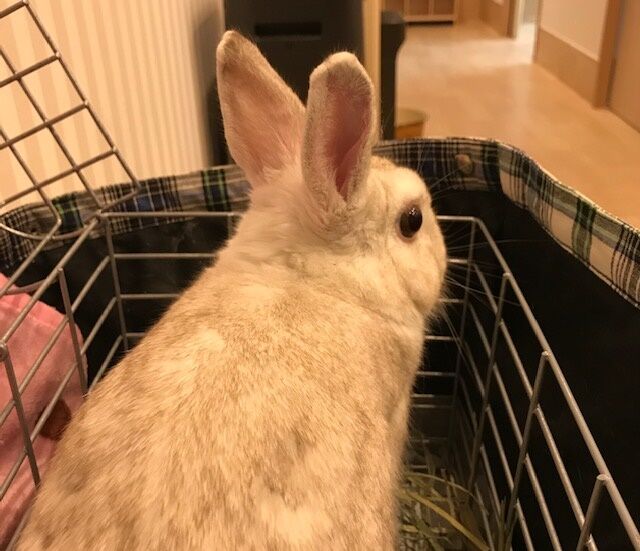 爪が うさぎのきた道 爪が うさぎのきた道