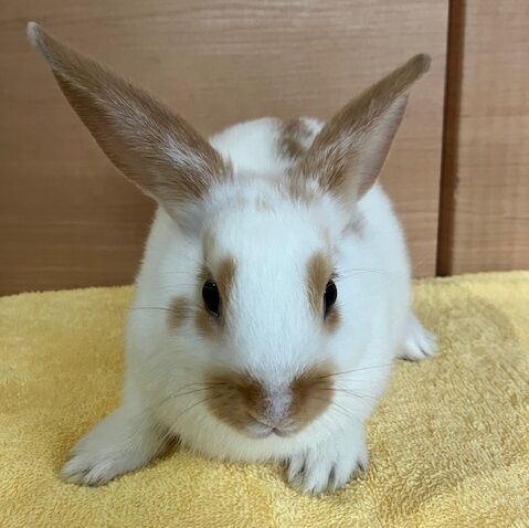 ネイト (1)