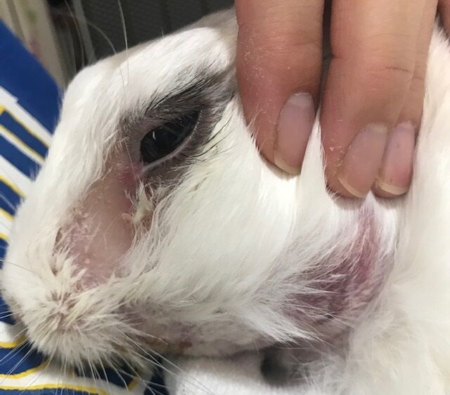 闘病に感じること うさぎのきた道 闘病に感じること うさぎのきた道