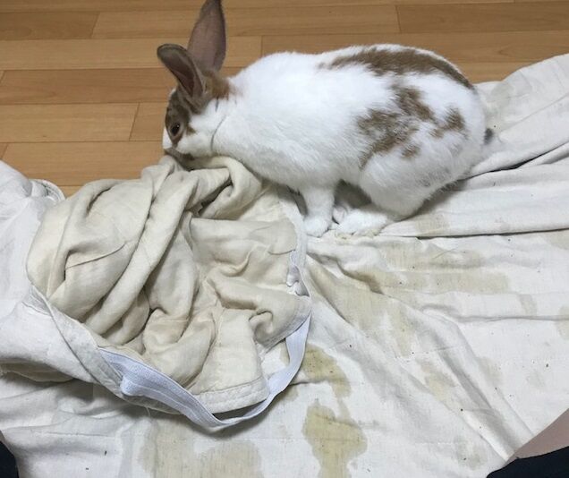 そーゆー元気っぷり うさぎのきた道