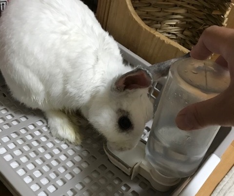 kagu0633