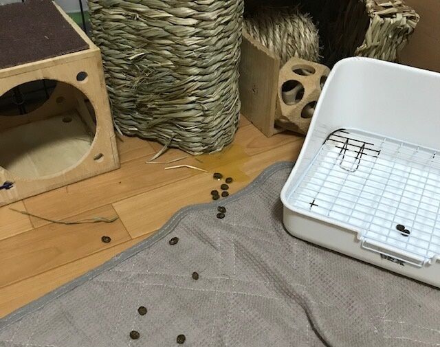 あれよあれよで うさぎのきた道