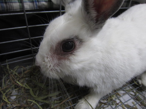 うさぎの膿瘍 うさぎのきた道