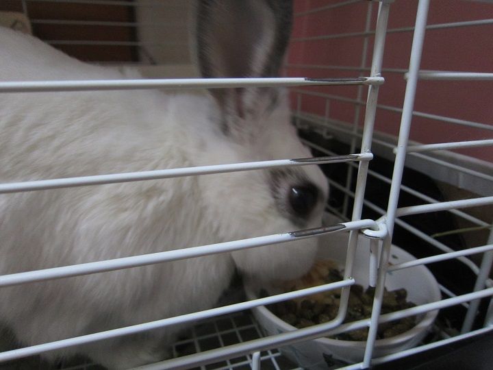 舌が腫れる うさぎのきた道 舌が腫れる うさぎのきた道