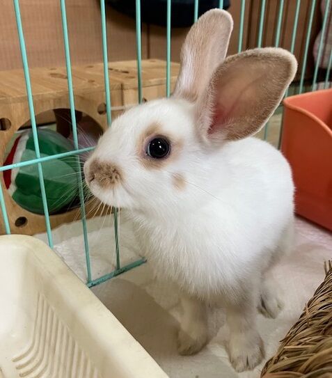 サム (9)
