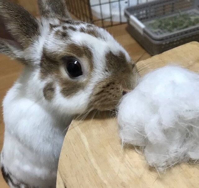 落とし穴 うさぎのきた道